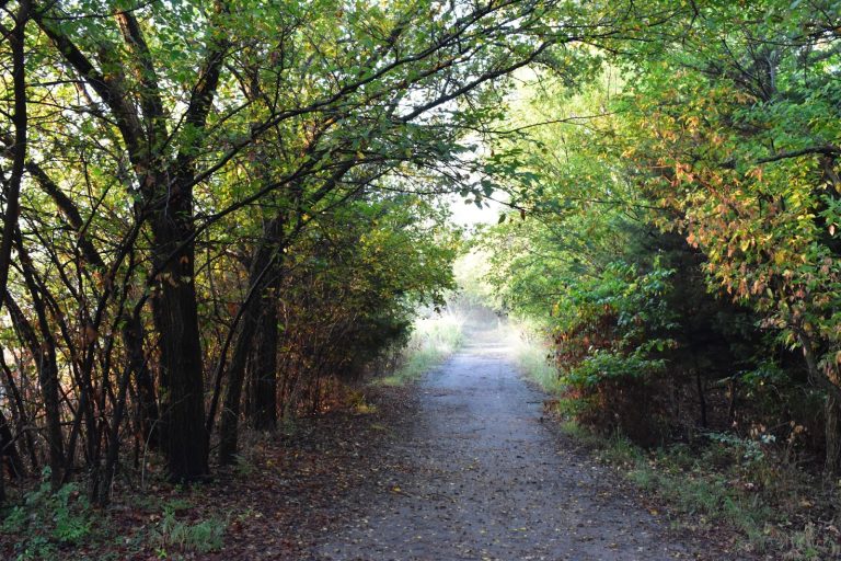 Enjoying Nature through Shinrin-Yoku